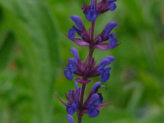 Salvia nemorosa 'Ost Friesland' bestellen